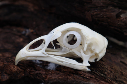 Chicken Skull with Sclerotic Rings
