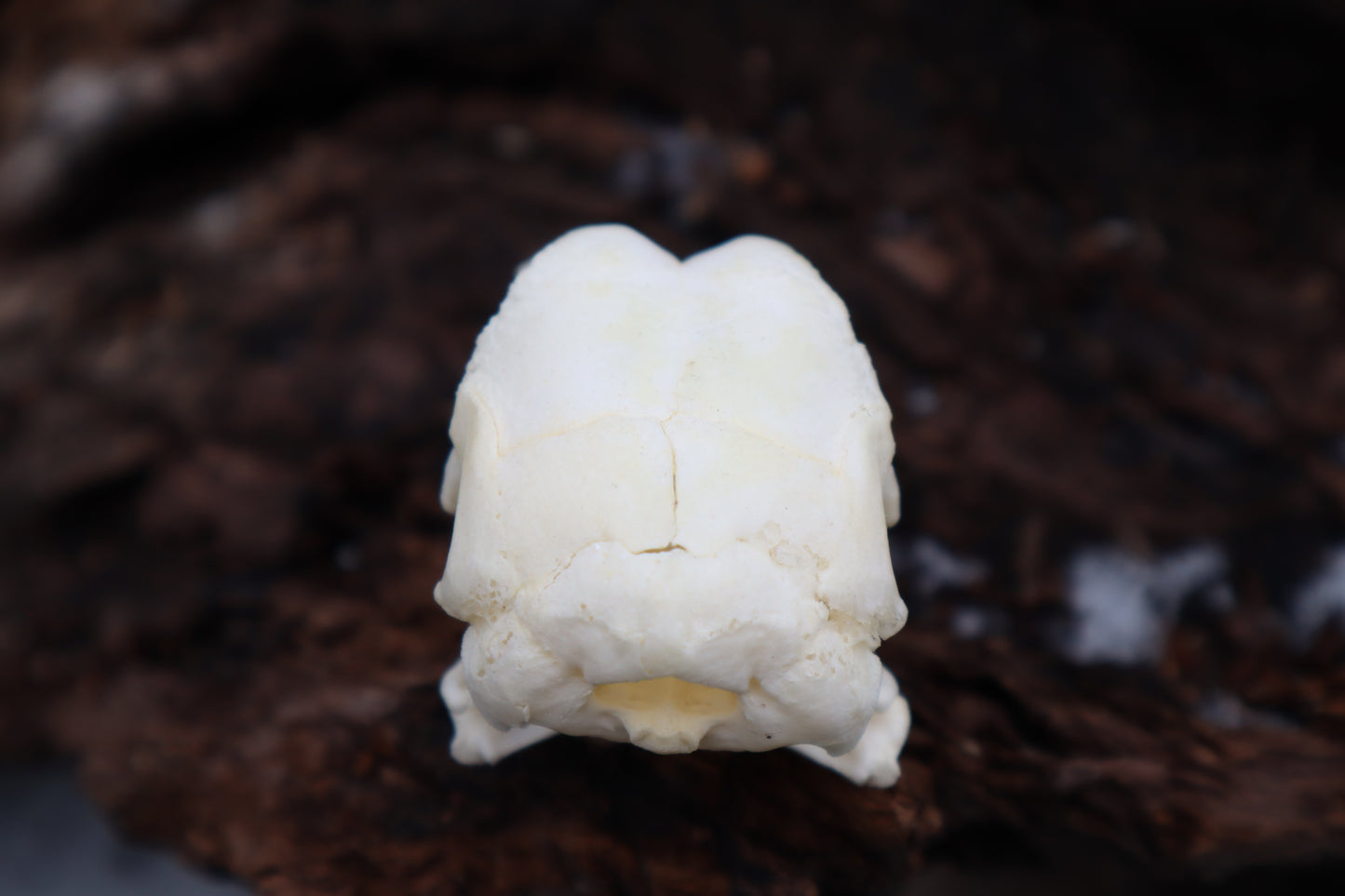 Chicken Skull with Sclerotic Rings