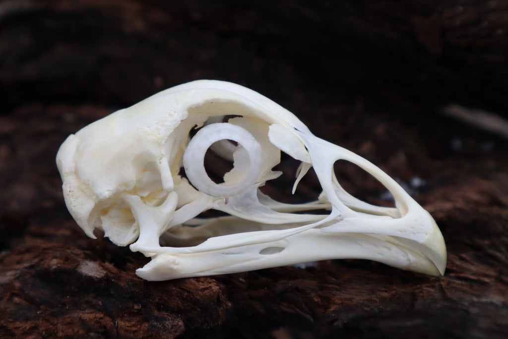 Chicken Skull with Sclerotic Rings