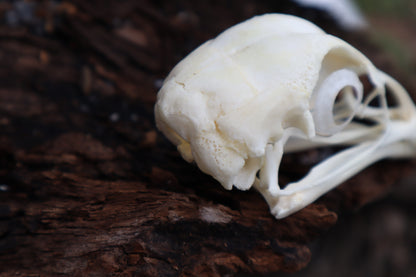 Chicken Skull with Sclerotic Rings