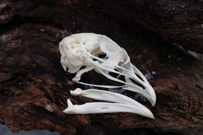 Chicken Skull with Sclerotic Rings