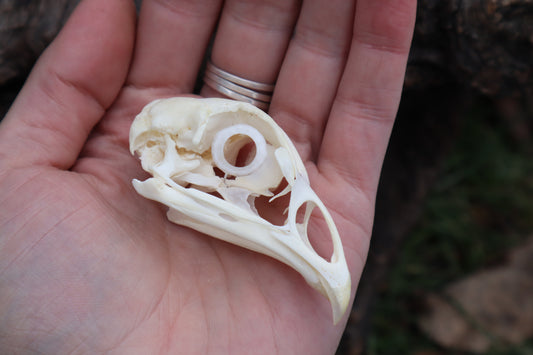 Chicken Skull with Sclerotic Rings