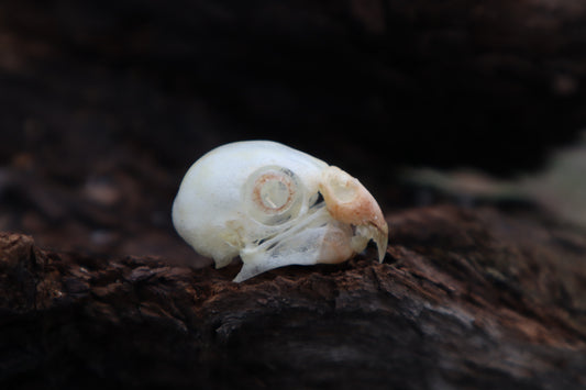 Parakeet Skull with Sclerotic Rings