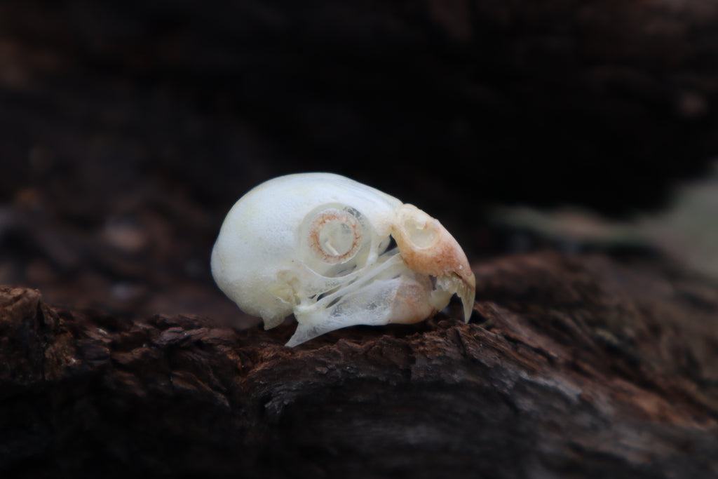 Parakeet Skull with Sclerotic Rings