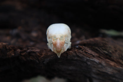 Parakeet Skull with Sclerotic Rings