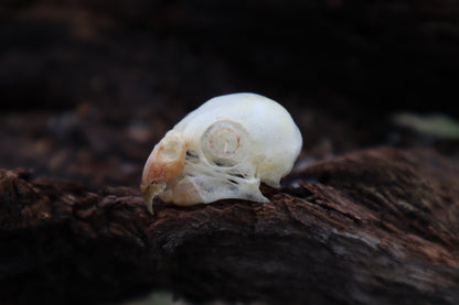 Parakeet Skull with Sclerotic Rings