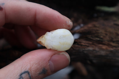 Parakeet Skull with Sclerotic Rings