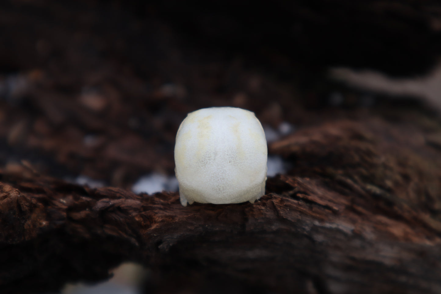 Parakeet Skull with Sclerotic Rings