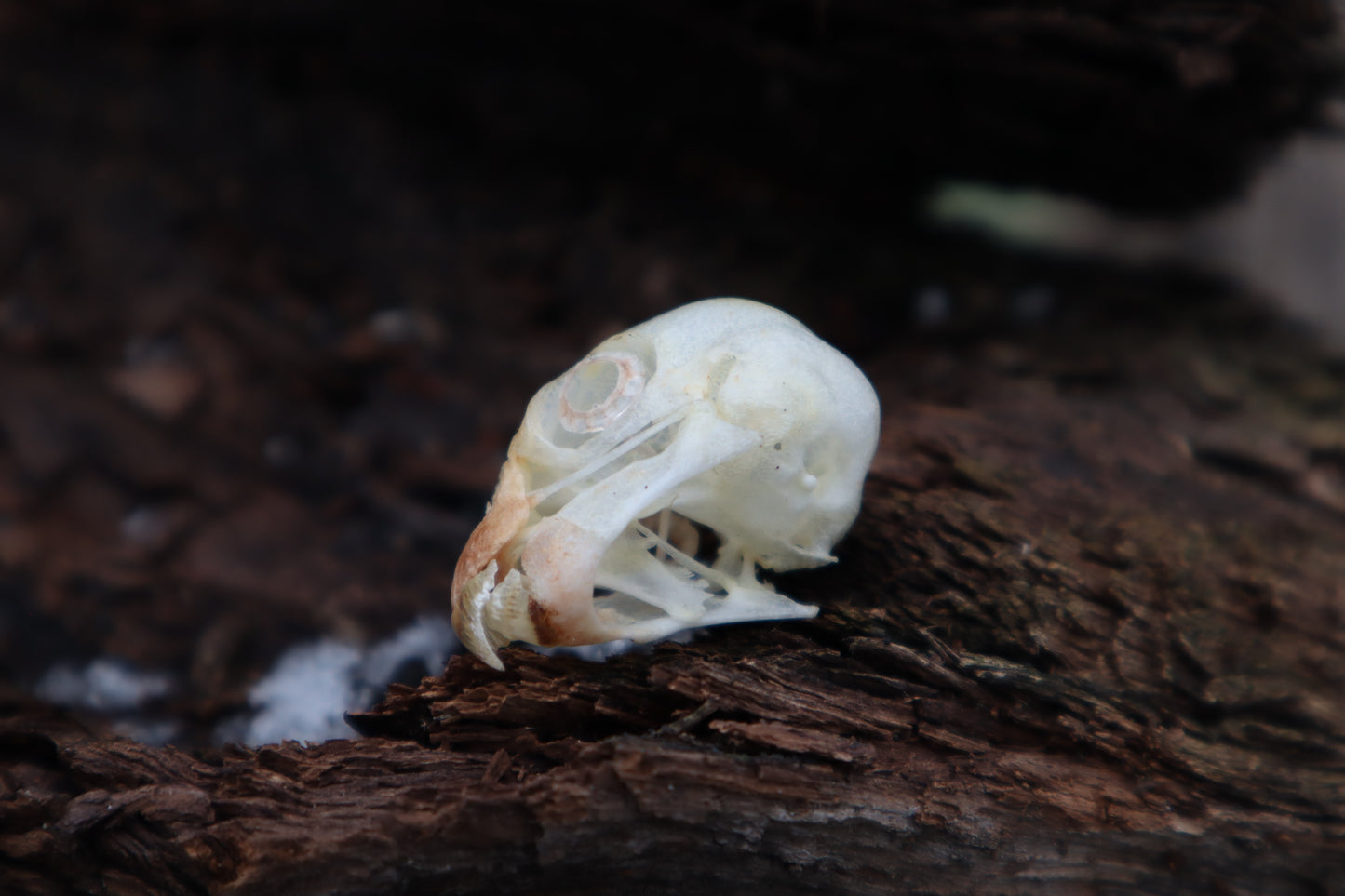 Parakeet Skull with Sclerotic Rings
