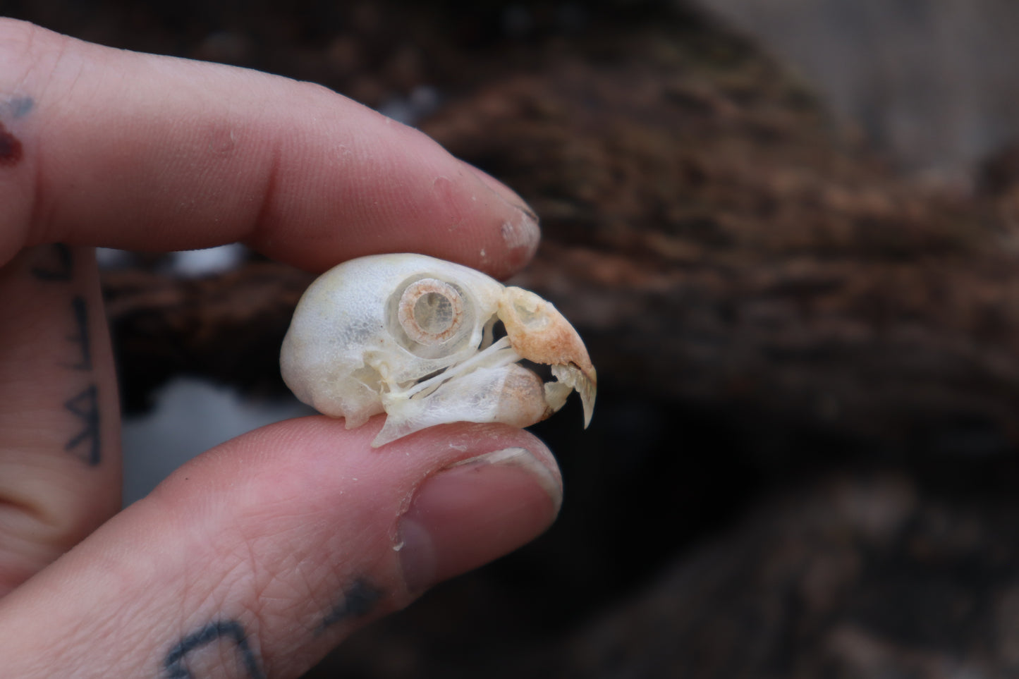 Parakeet Skull with Sclerotic Rings