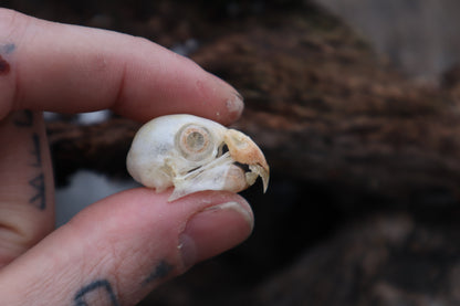 Parakeet Skull with Sclerotic Rings