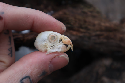 Parakeet Skull with Sclerotic Rings