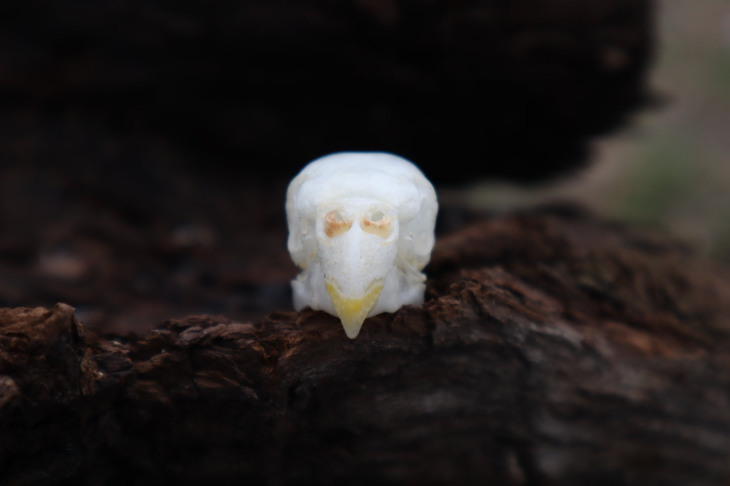 Parakeet Skull with Sclerotic Rings