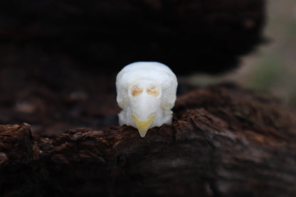 Parakeet Skull with Sclerotic Rings