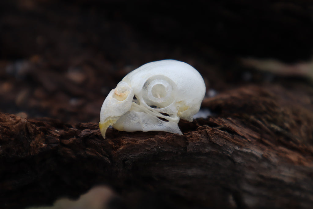 Parakeet Skull with Sclerotic Rings