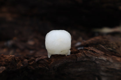 Parakeet Skull with Sclerotic Rings