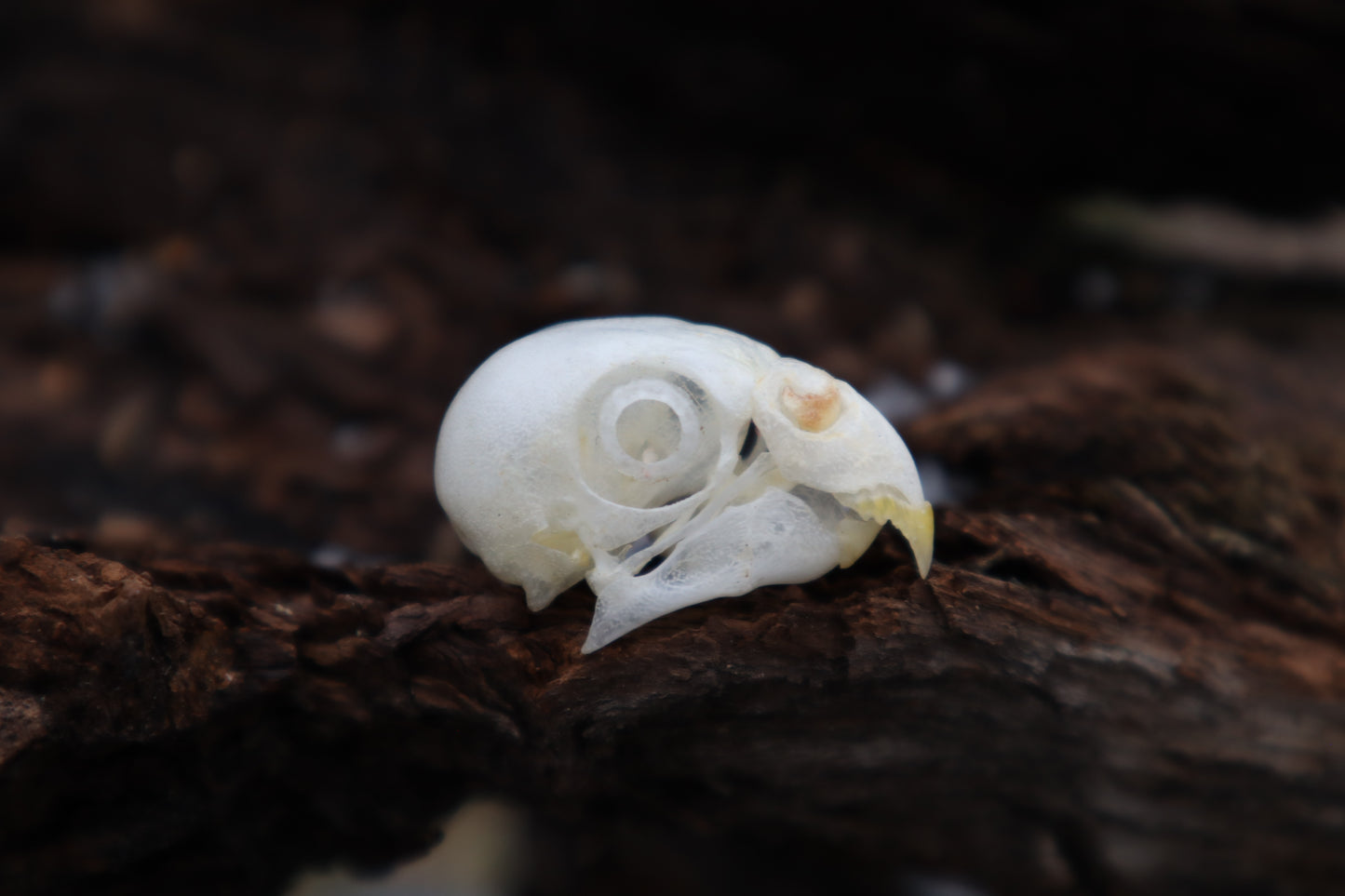 Parakeet Skull with Sclerotic Rings