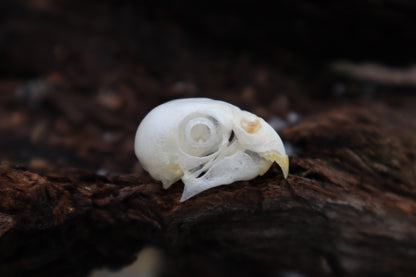 Parakeet Skull with Sclerotic Rings