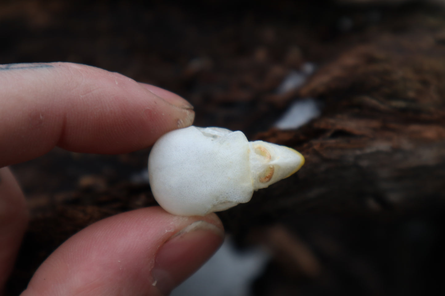 Parakeet Skull with Sclerotic Rings