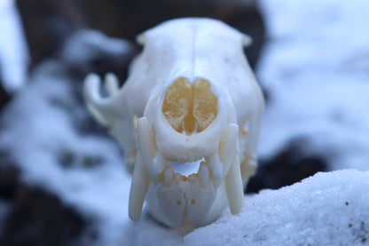 Patrial Geriatric Red Fox Skull