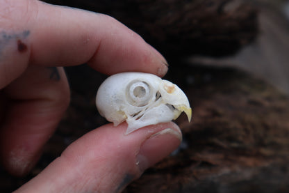 Parakeet Skull with Sclerotic Rings