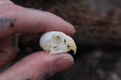 Parakeet Skull with Sclerotic Rings