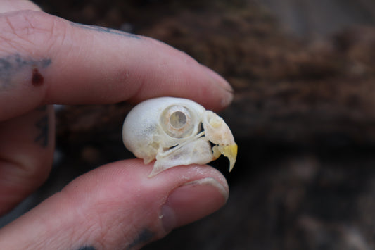 Parakeet Skull with Sclerotic Rings