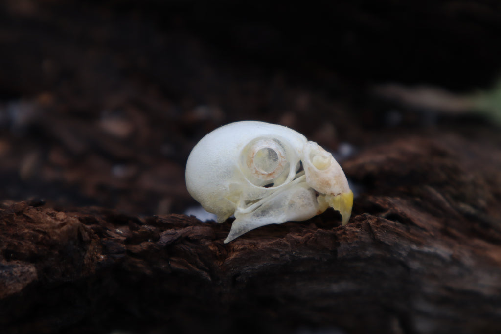 Parakeet Skull with Sclerotic Rings