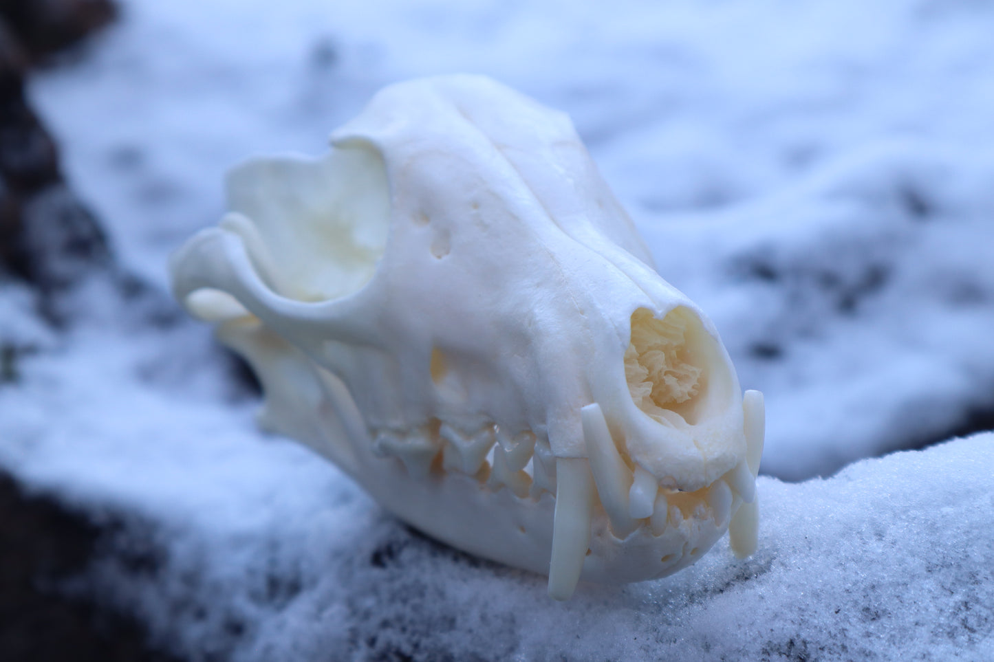 Patrial Geriatric Red Fox Skull