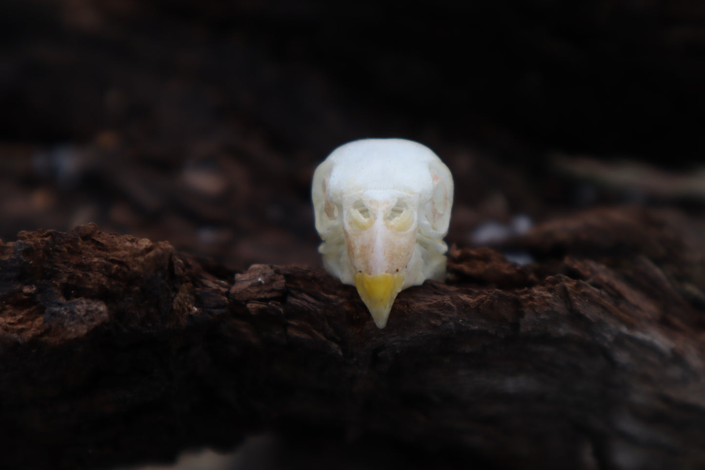 Parakeet Skull with Sclerotic Rings