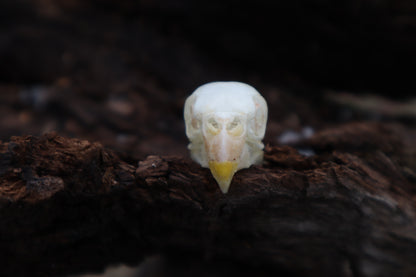 Parakeet Skull with Sclerotic Rings
