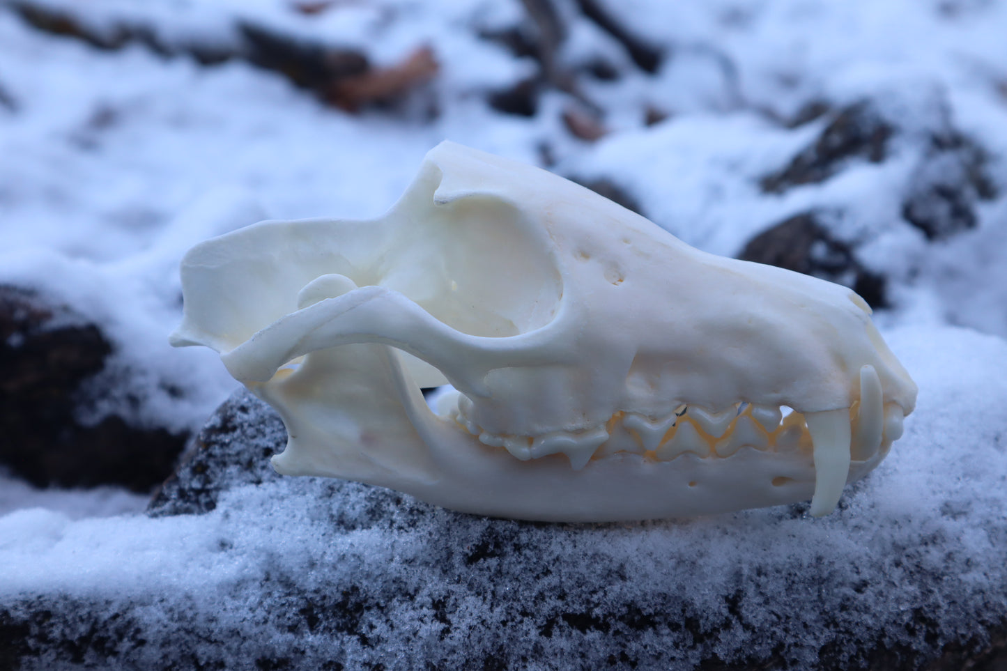 Patrial Geriatric Red Fox Skull
