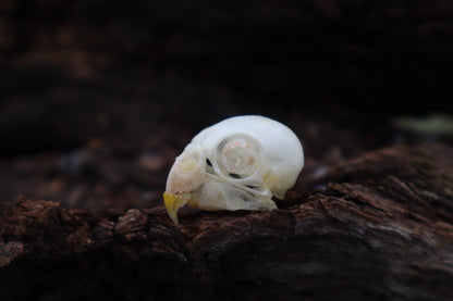 Parakeet Skull with Sclerotic Rings