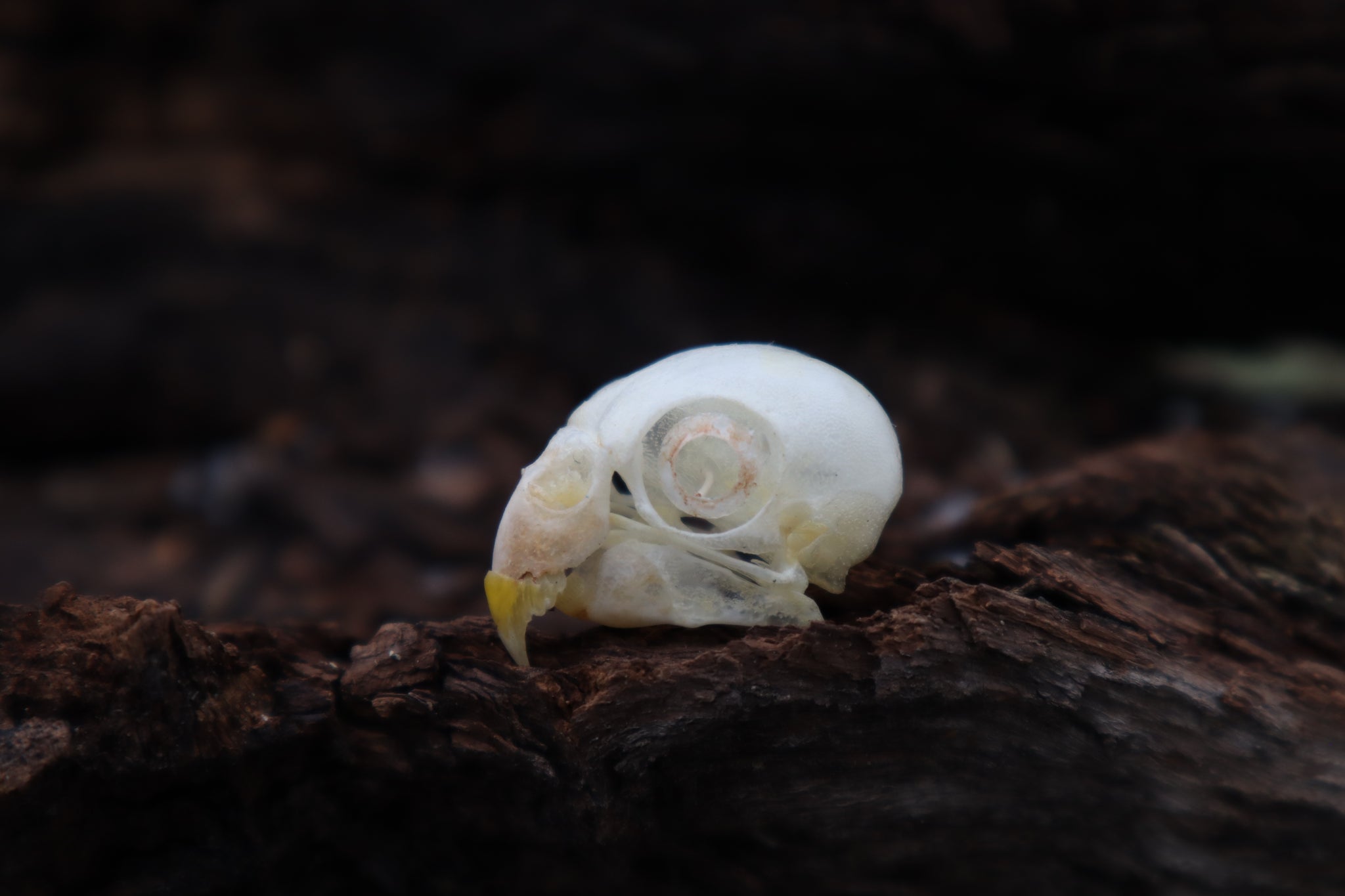 Parakeet Skull with Sclerotic Rings