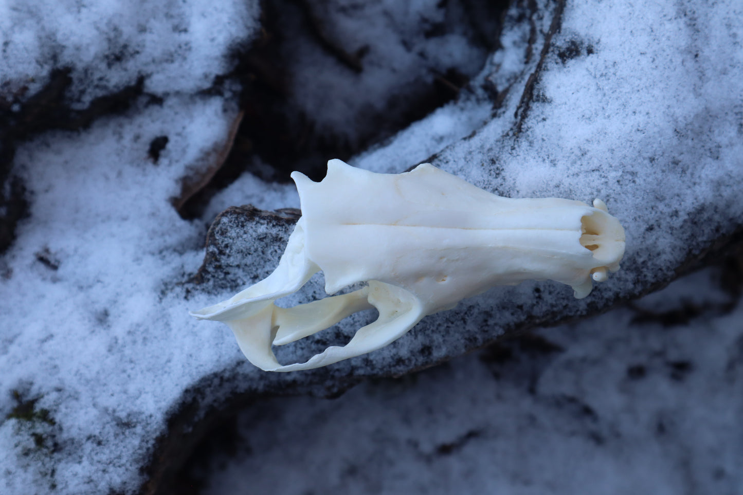 Patrial Geriatric Red Fox Skull