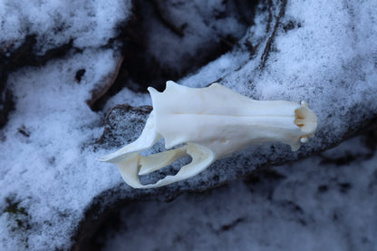 Patrial Geriatric Red Fox Skull