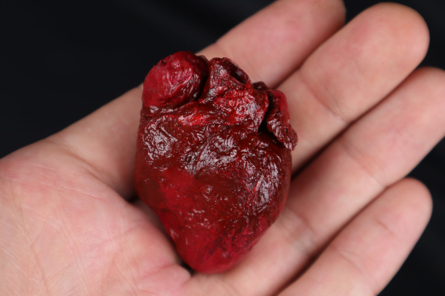 Dry Preserved Bobcat Heart