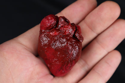 Dry Preserved Bobcat Heart