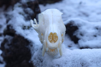 Patrial Geriatric Red Fox Skull