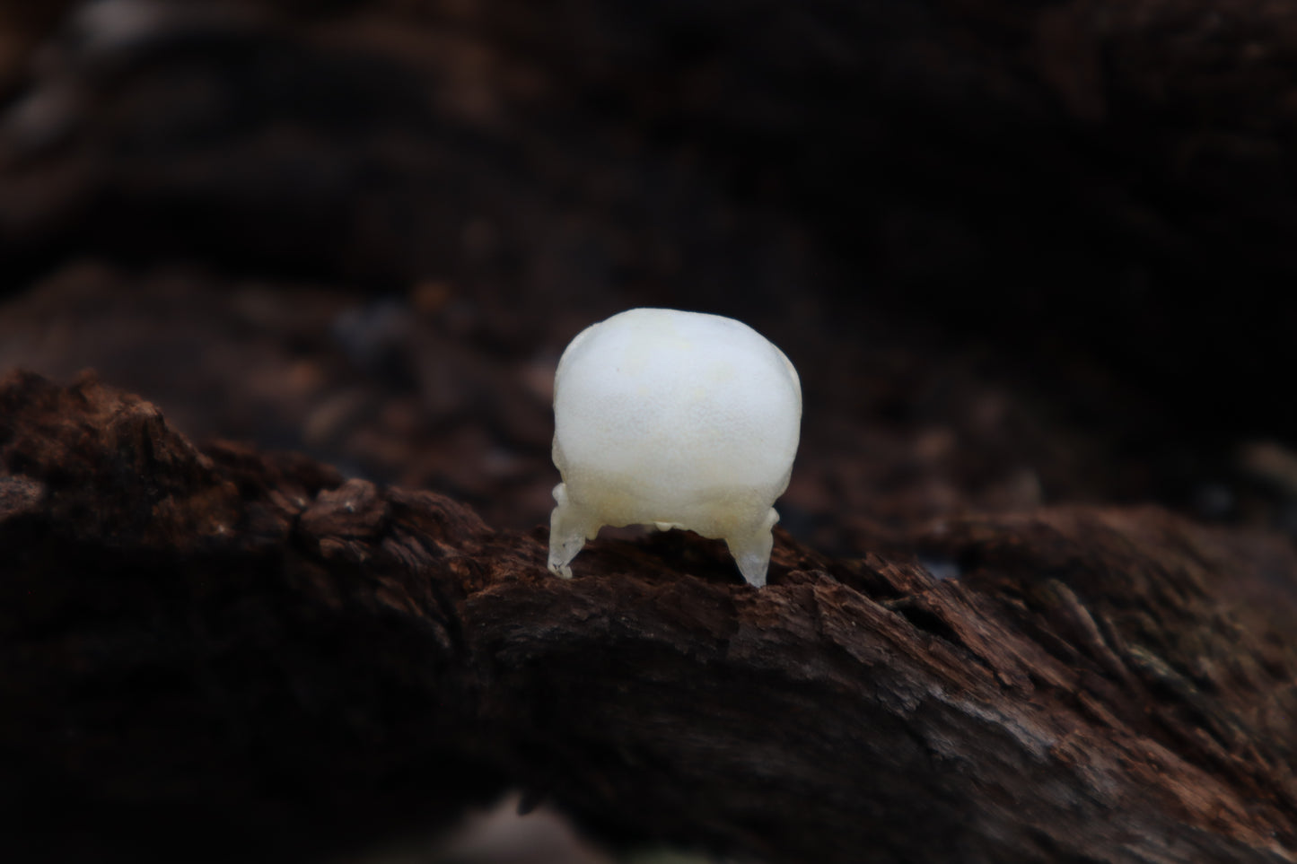 Parakeet Skull with Sclerotic Rings
