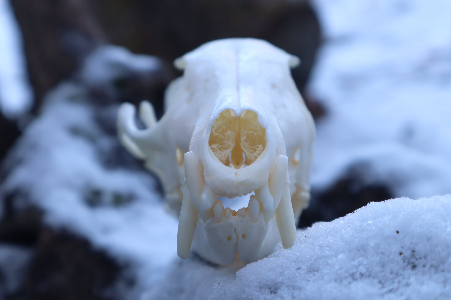 Patrial Geriatric Red Fox Skull