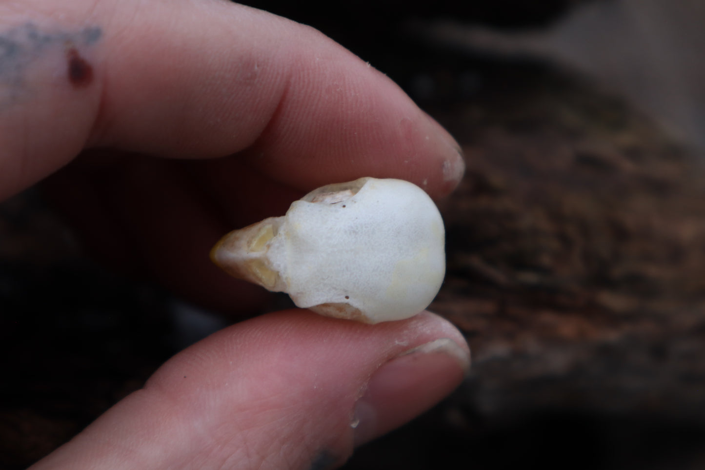 Parakeet Skull with Sclerotic Rings
