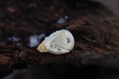 Parakeet Skull with Sclerotic Rings