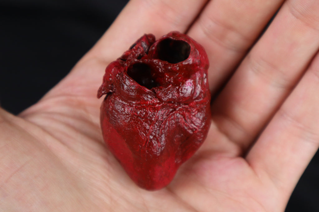 Dry Preserved Bobcat Heart