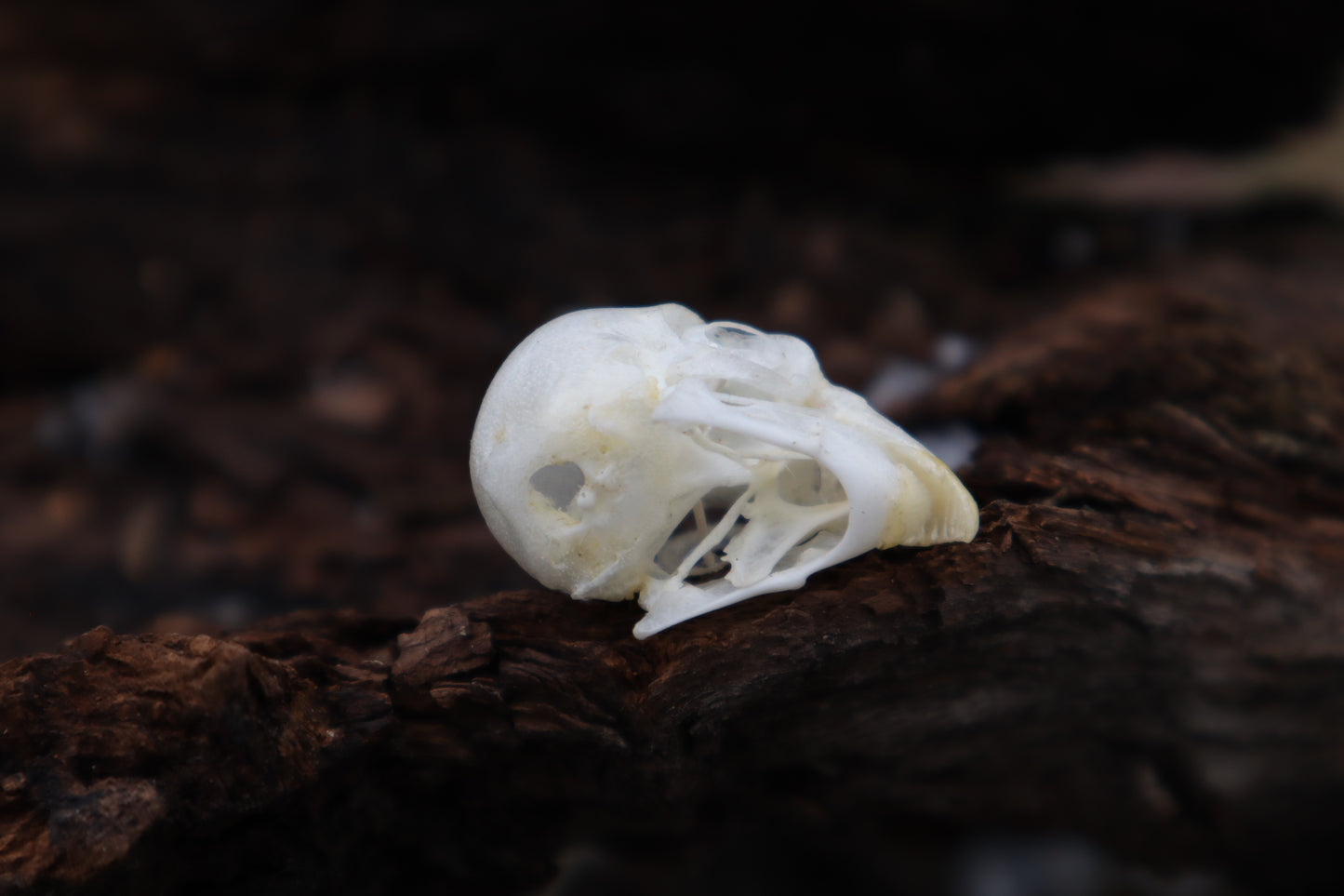 Parakeet Skull with Sclerotic Rings