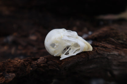 Parakeet Skull with Sclerotic Rings