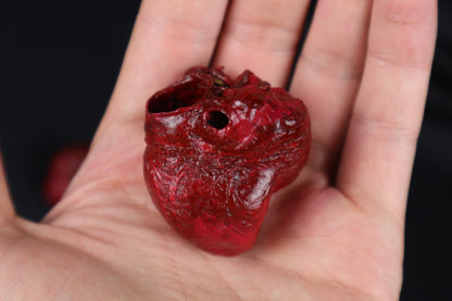 Dry Preserved Bobcat Heart