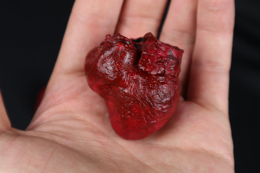 Dry Preserved Bobcat Heart