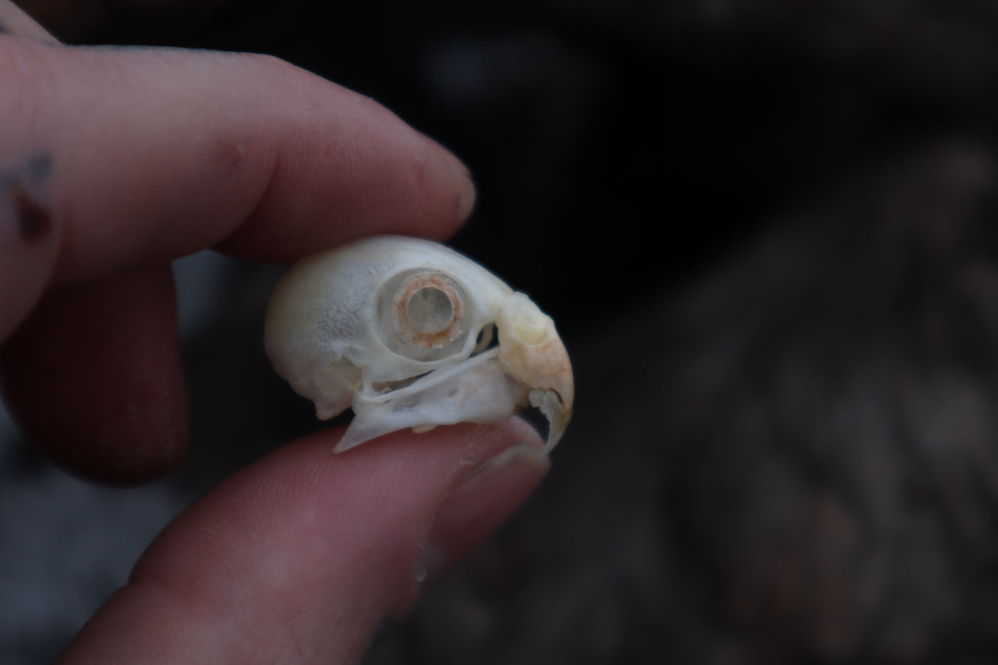 Parakeet Skull with Sclerotic Rings