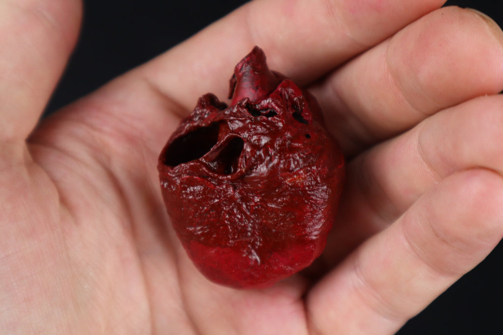Dry Preserved Bobcat Heart